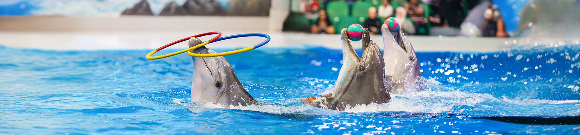 Day 4 - Dubai Dolphinarium
